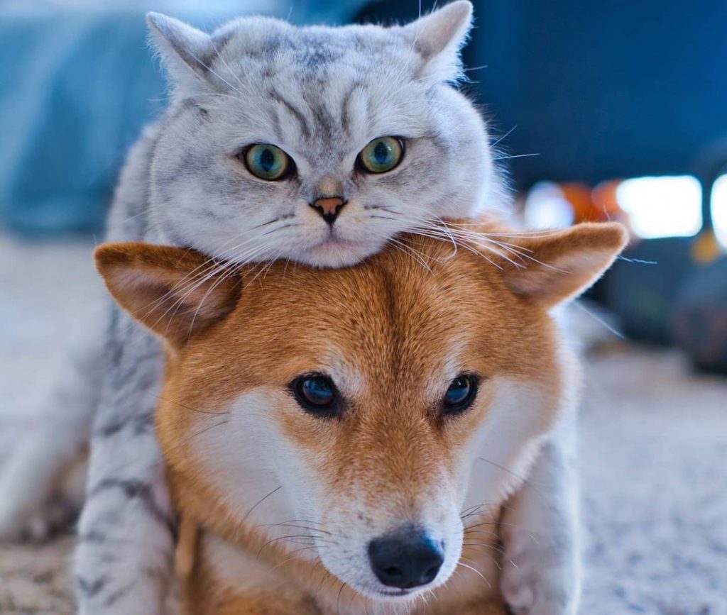 دوستی سگ و گربه