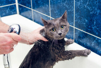 چرا گربه از آب بدش میاد؟