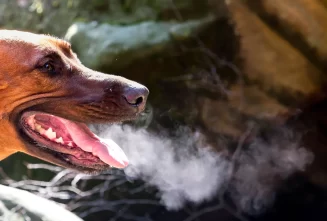پیشگیری و درمان بوی بد دهان سگ