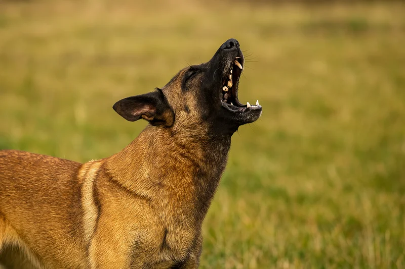 پاس کردن سگ