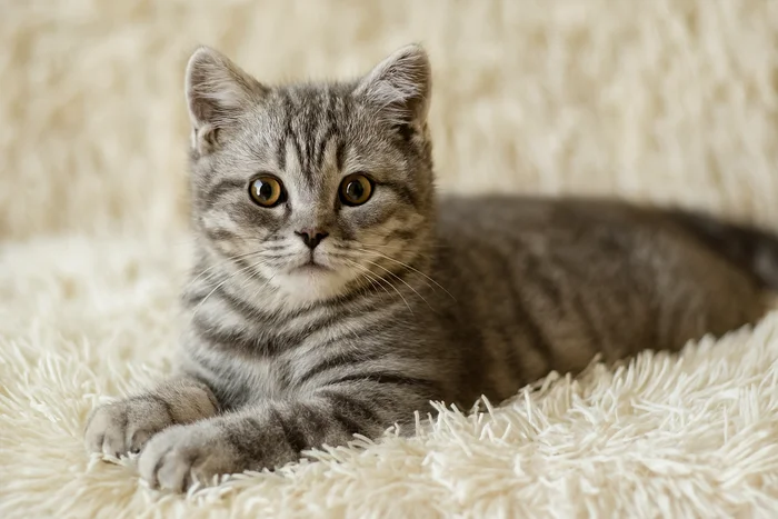 بچه گربه اسکاتیش روی جای خواب