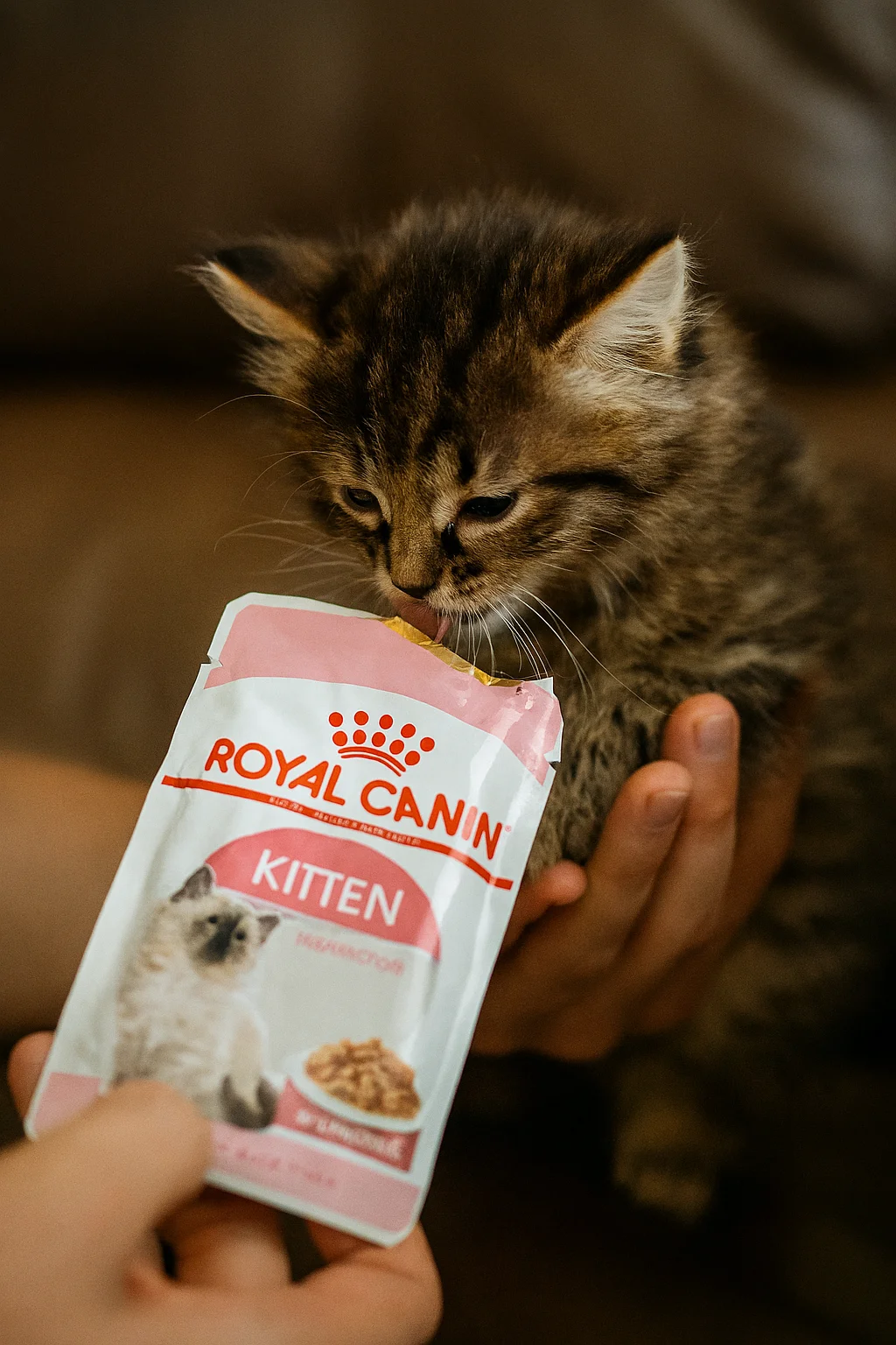 غذای مرطوب بچه گربه