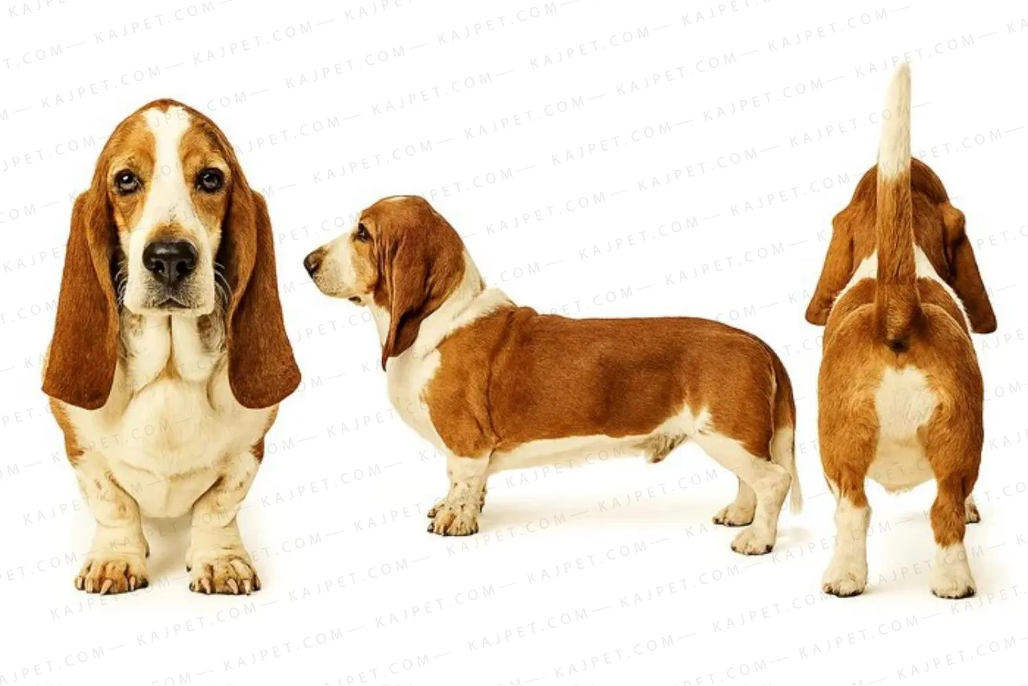 معرفی نژاد باست هوند