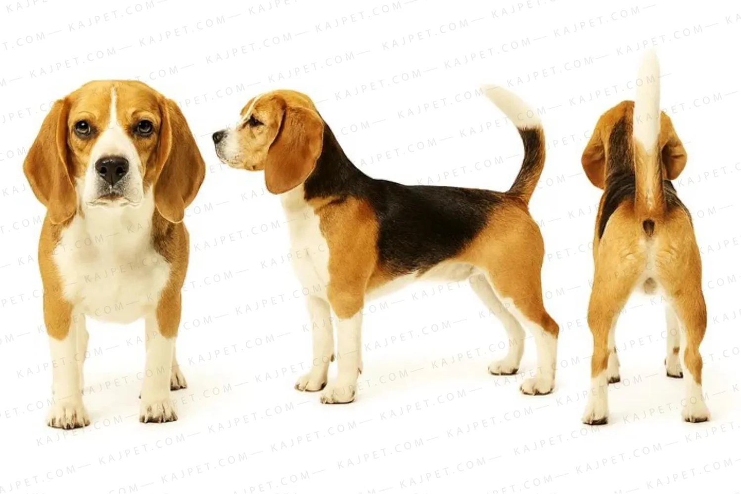 معرفی نژاد بیگل