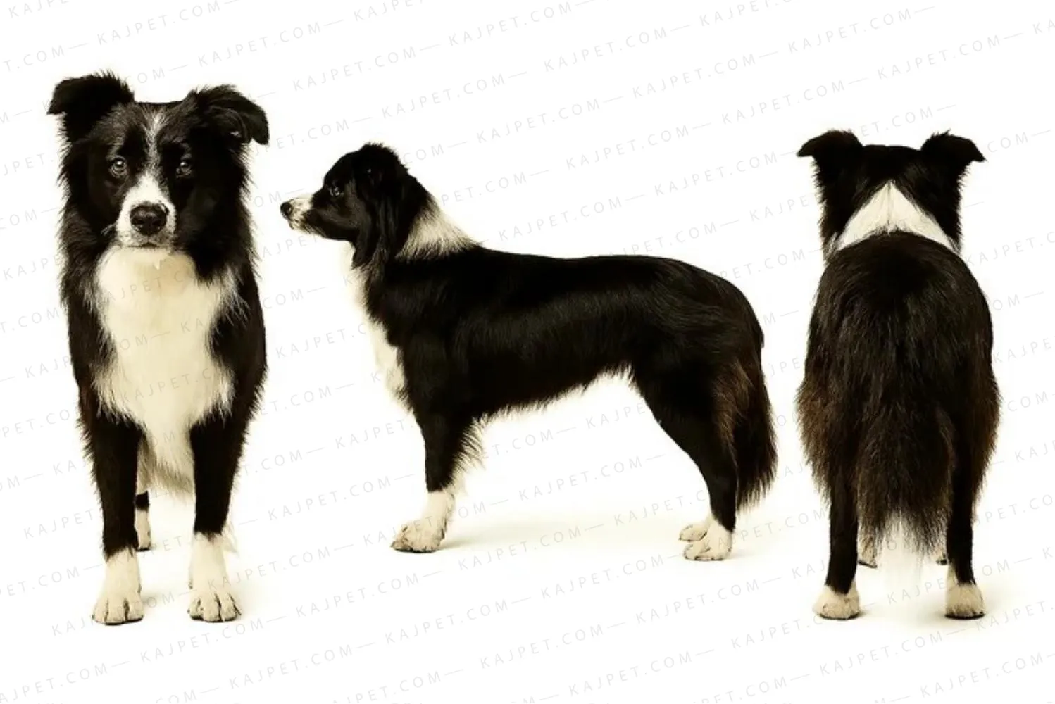 معرفی نژاد بوردر کالی