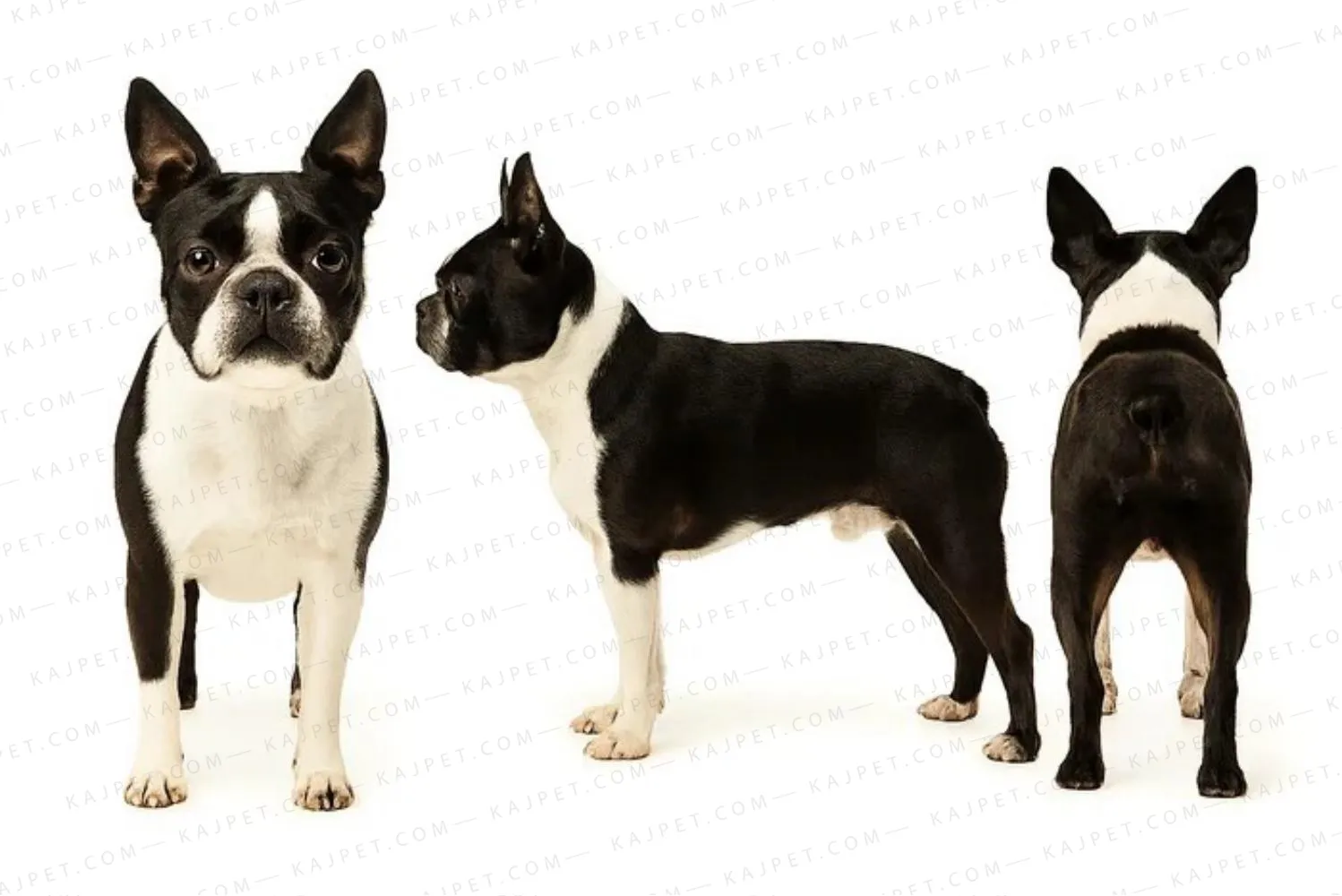 معرفی نژاد بوستون تریر