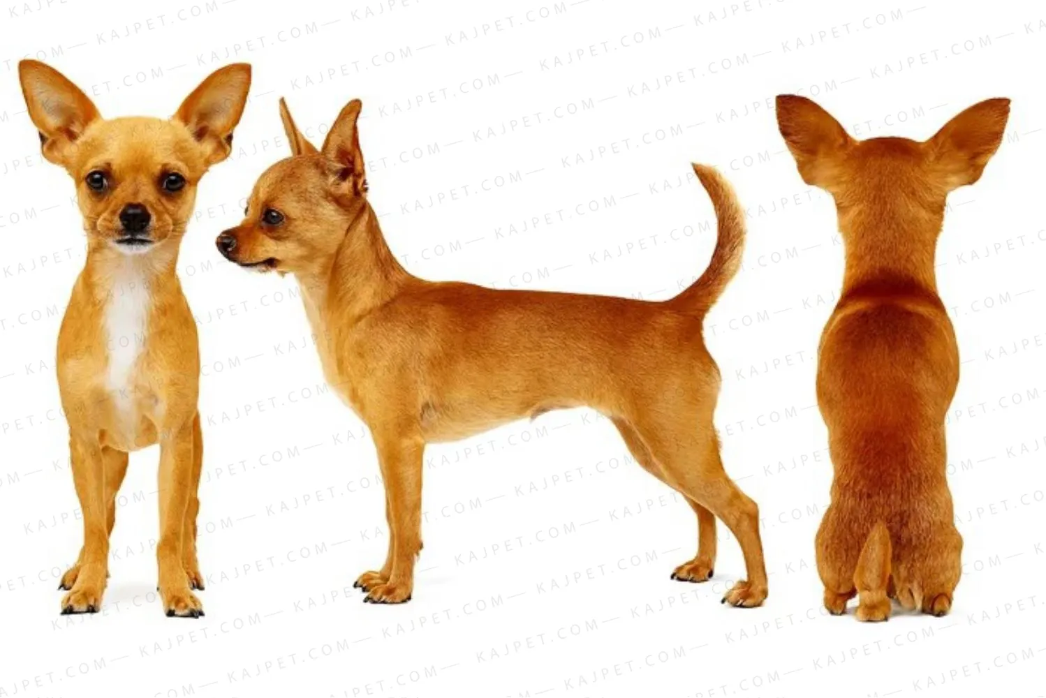 معرفی نژاد شیواوا