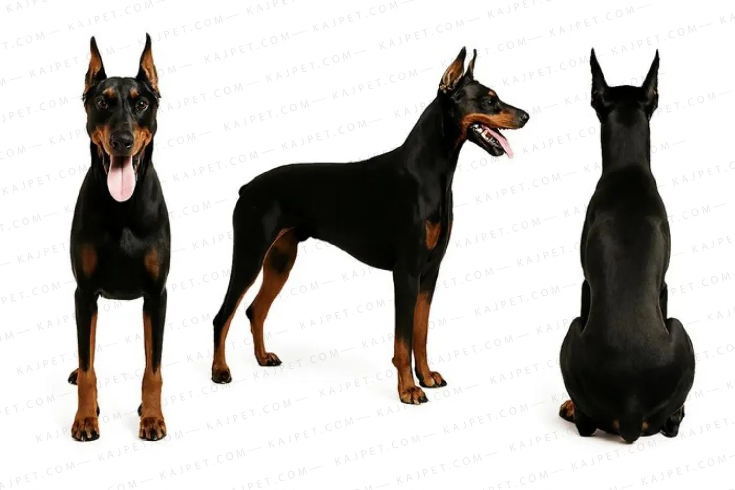 معرفی نژاد دوبرمن