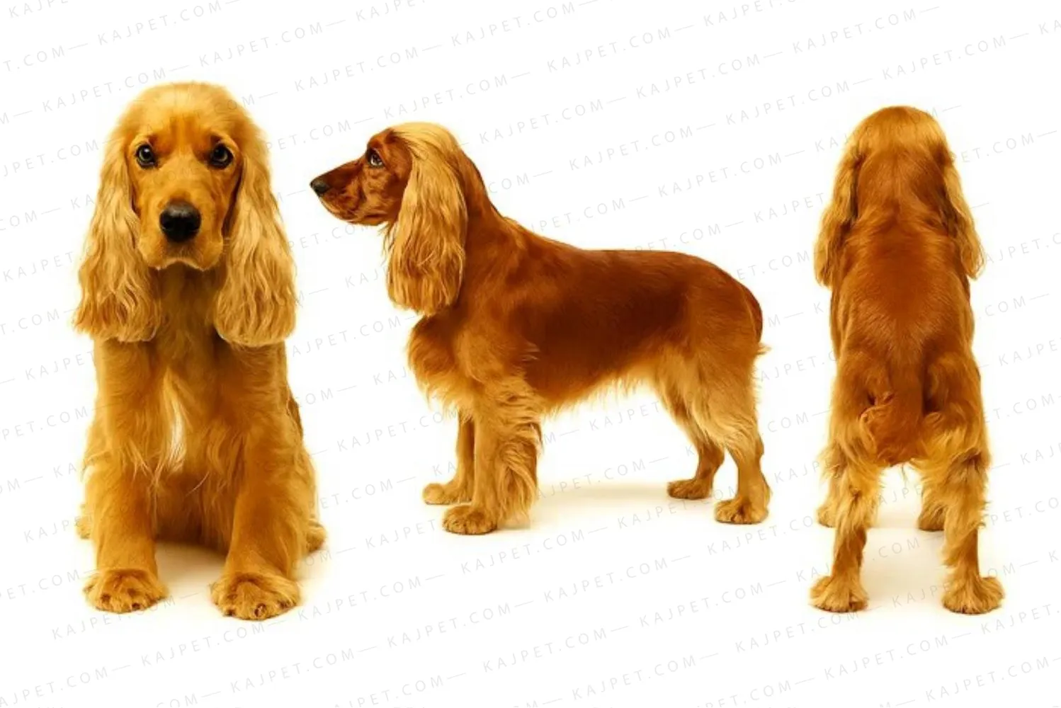 معرفی نژاد کوکر اسپانیل