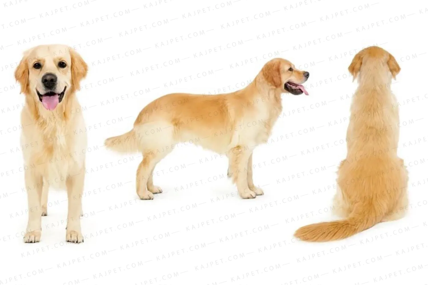 معرفی نژاد گلدن رتریور