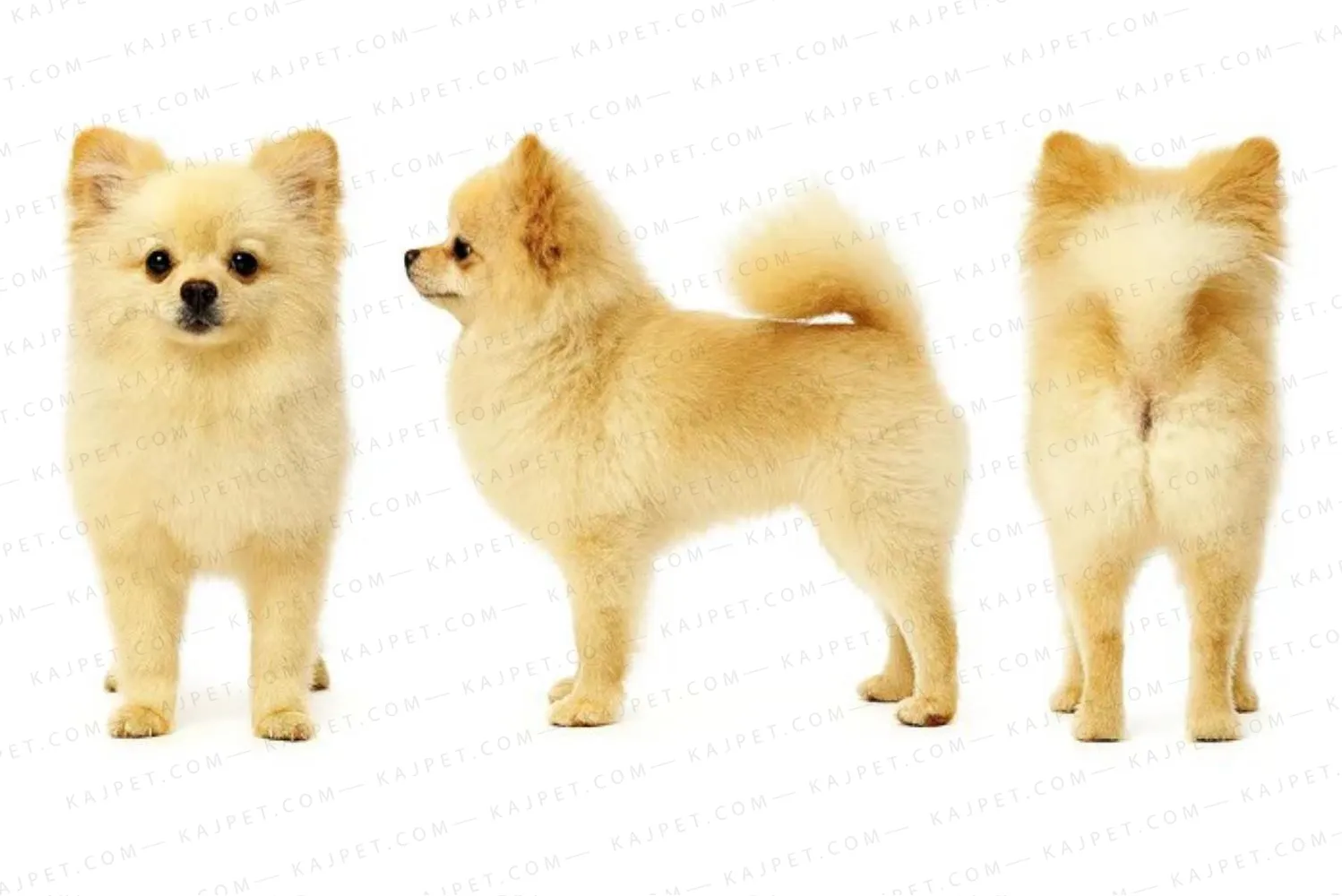 معرفی نژاد پامرانین