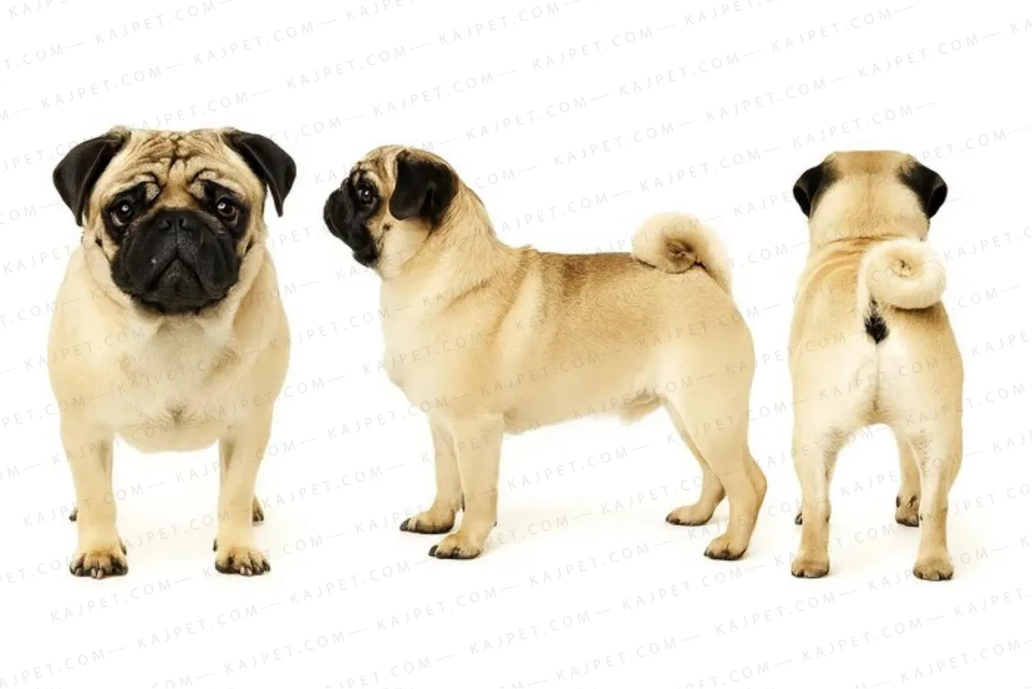 معرفی نژاد پاگ