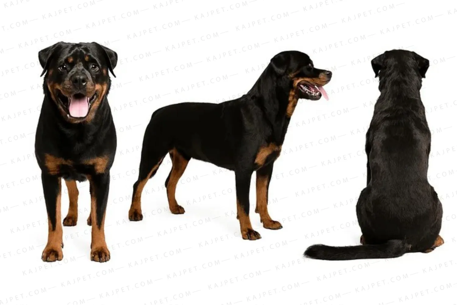 معرفی نژاد روتوایلر