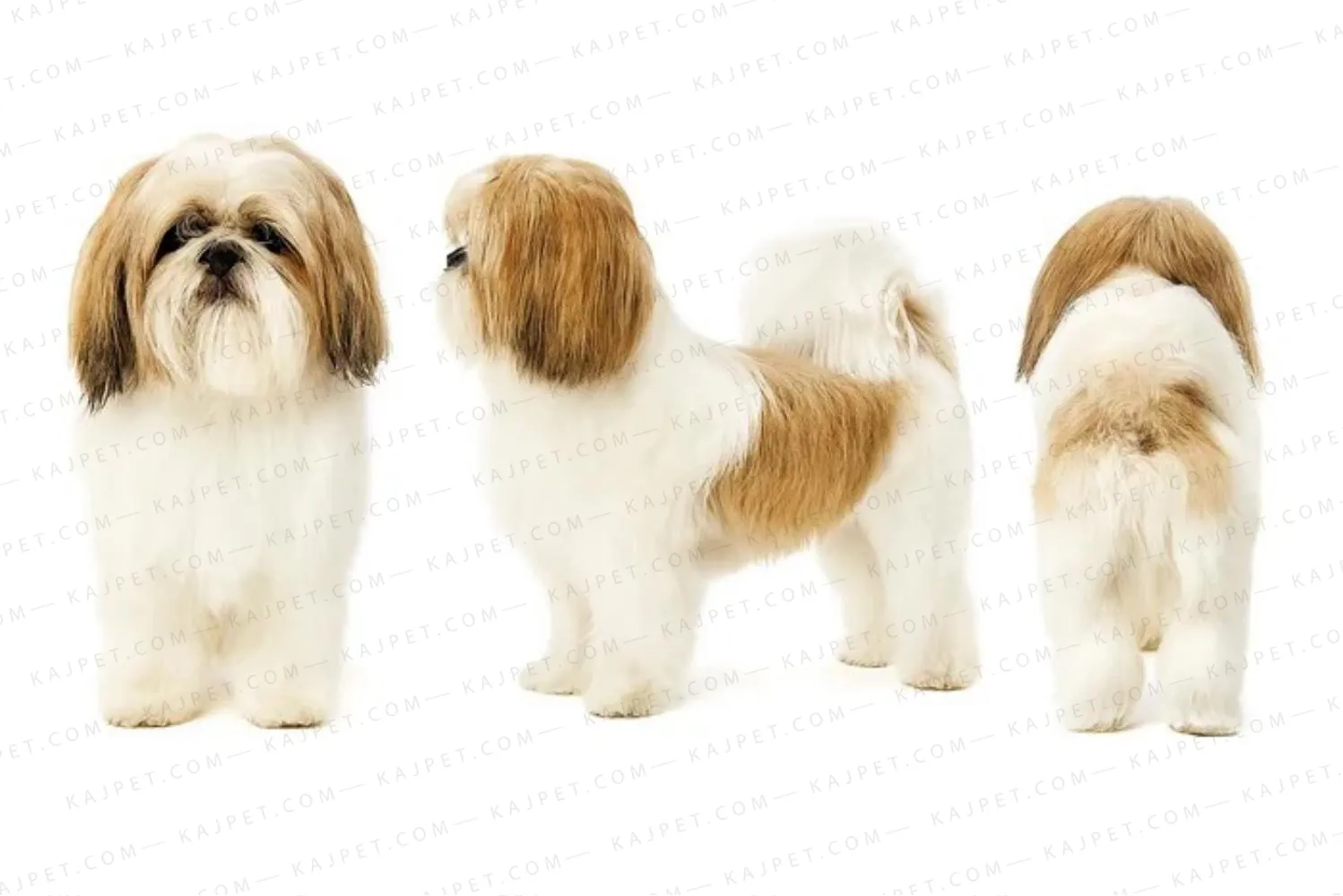 معرفی نژاد شیتزو