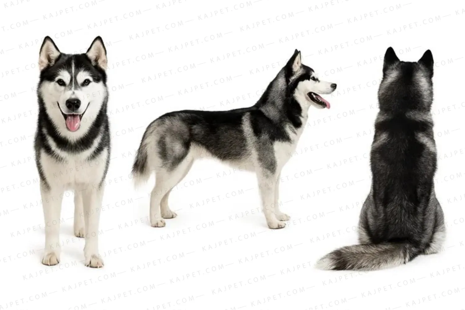 معرفی نژاد هاسکی