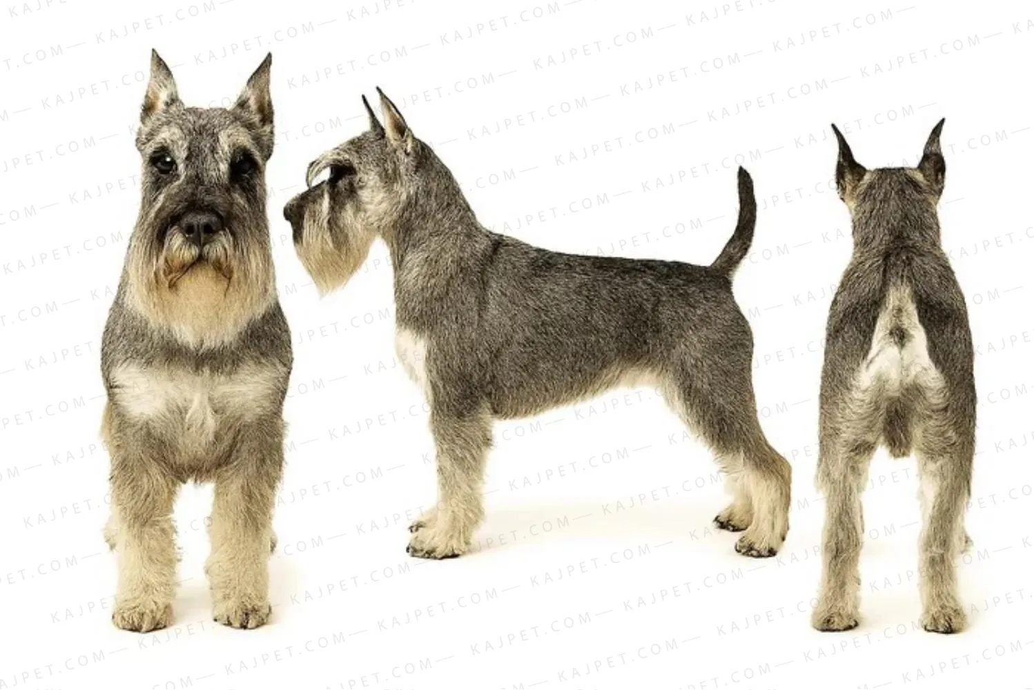 معرفی نژاد اشناوزر استاندارد