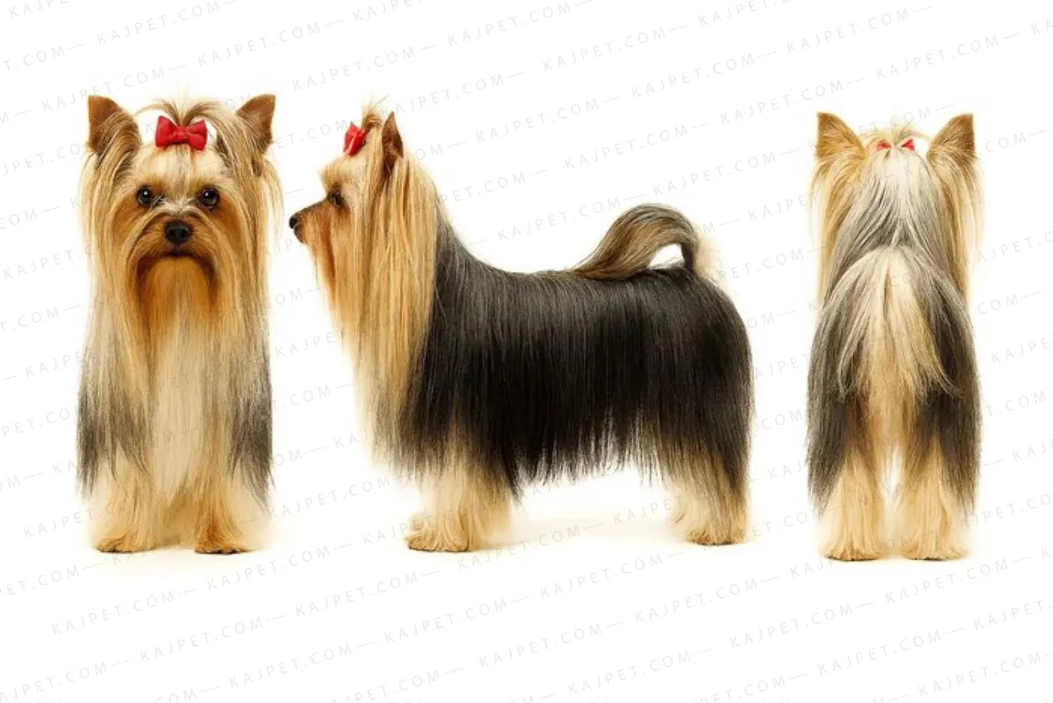 معرفی نژاد یورک شایر