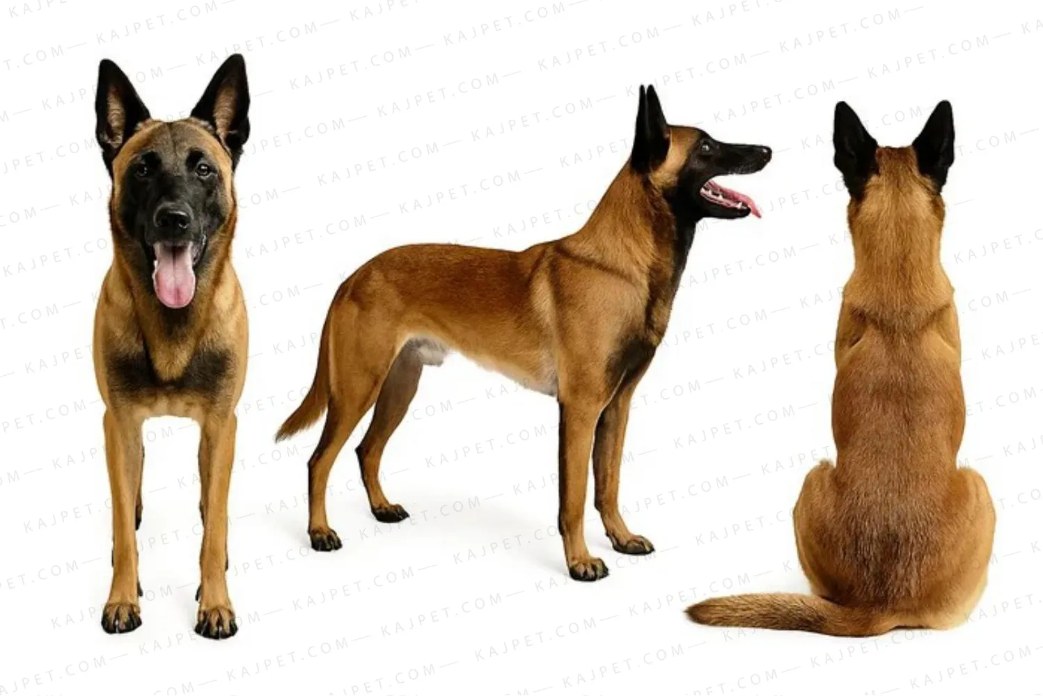 معرفی نژاد مالینویز