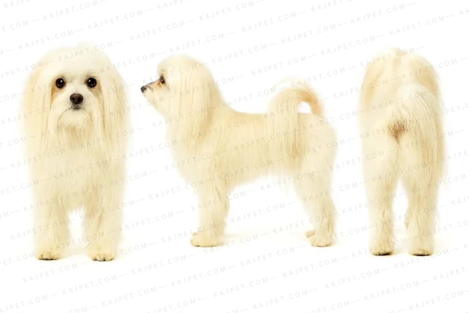 معرفی نژاد مالتیز