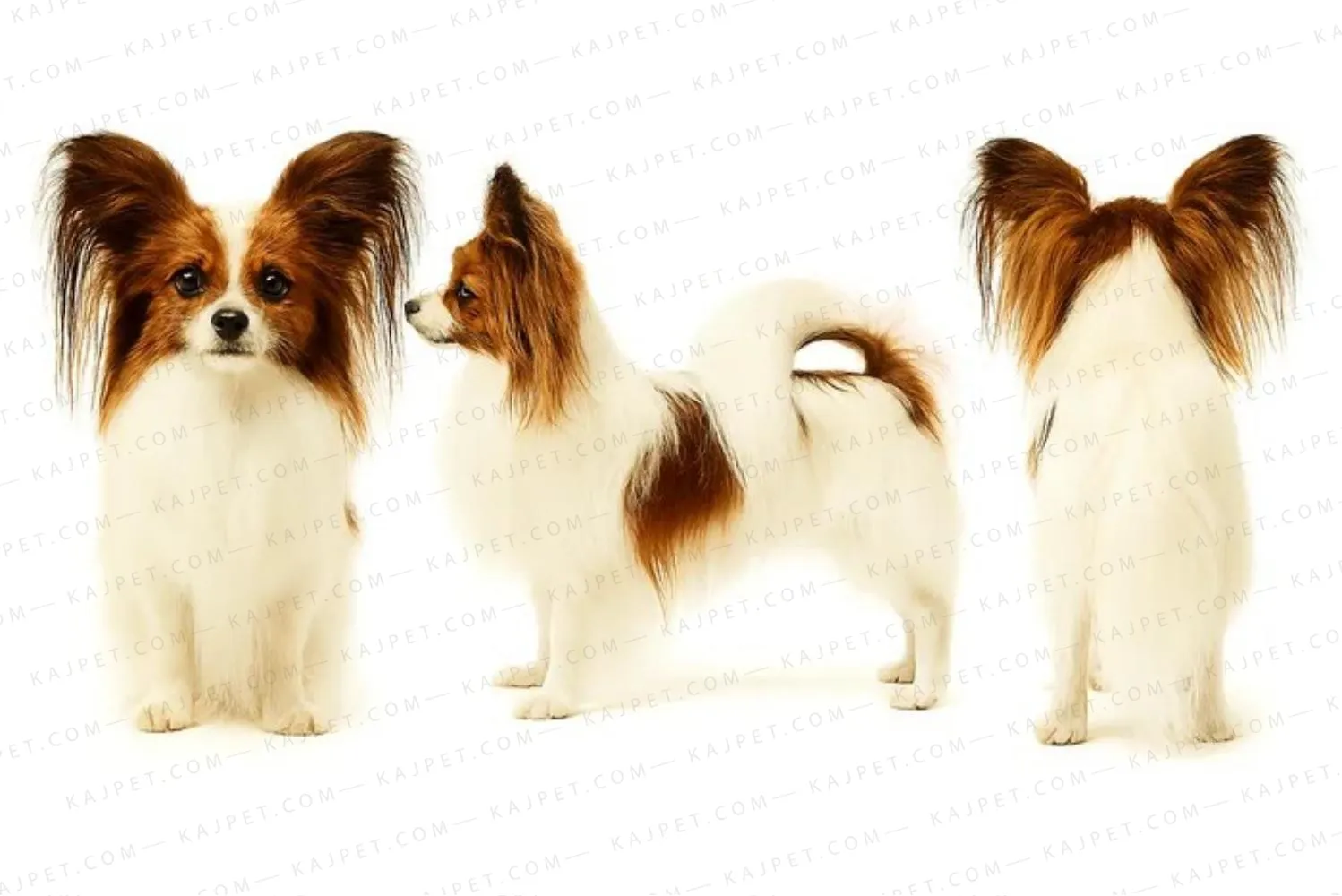 معرفی نژاد پاپیلون