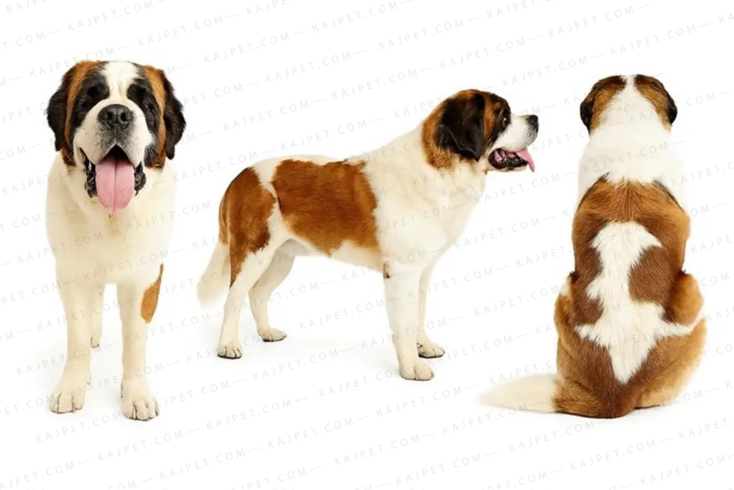 معرفی نژاد سنت برنارد