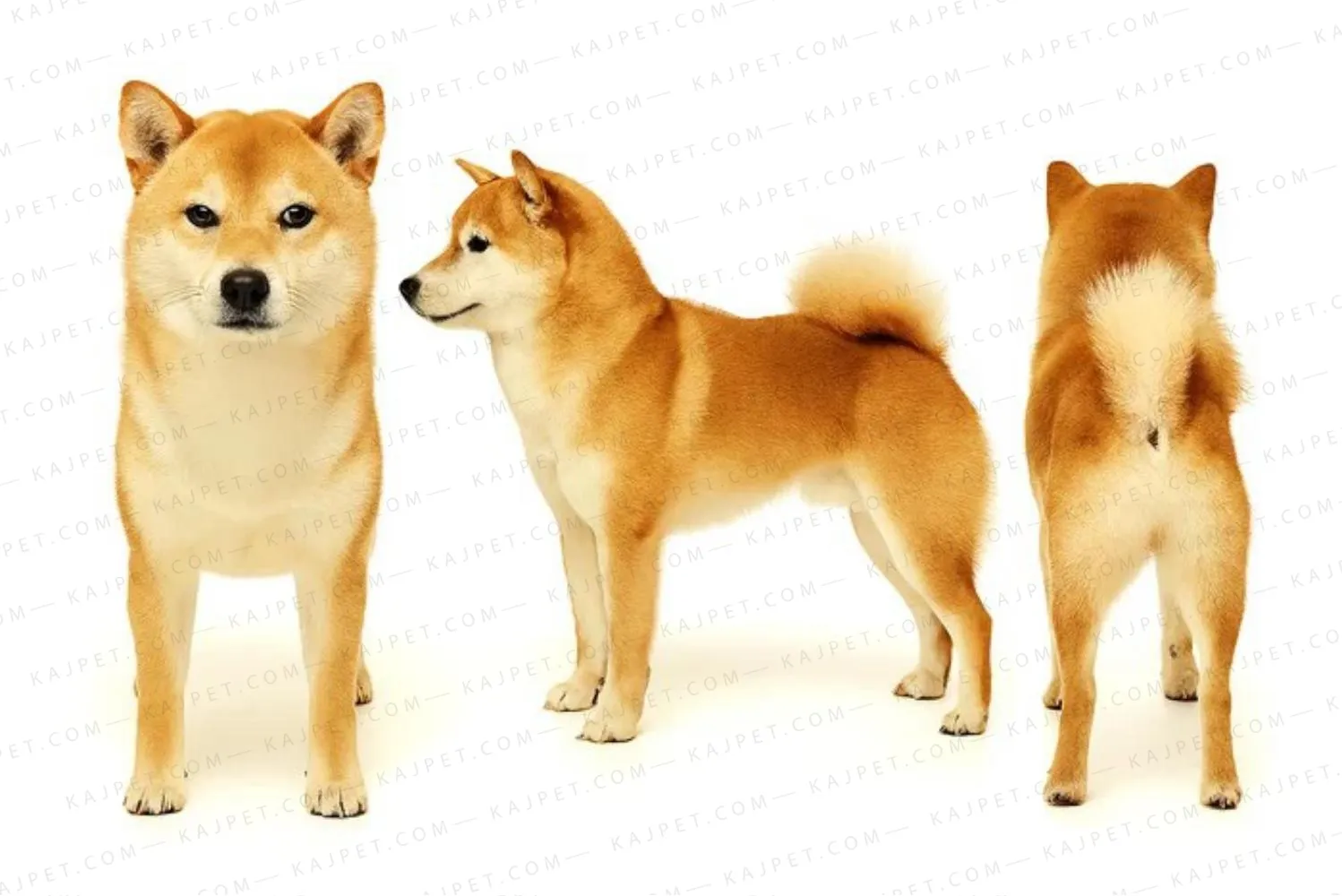 معرفی نژاد کوکر شیبا اینو