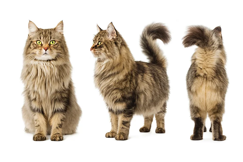 بررسی گربه نژاد نروژی جنگلی