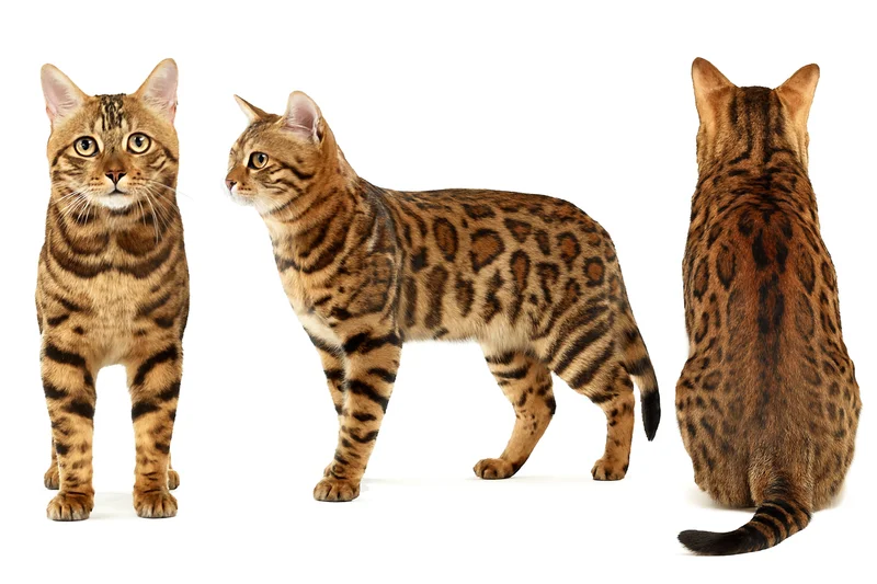 بررسی گربه نژاد بنگال