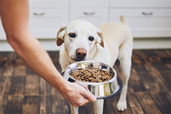 غذای سگ کاج پت