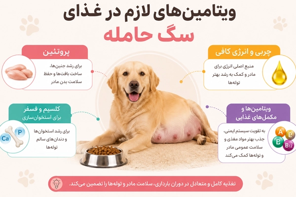 مواد مغذی مورد نیاز در رژیم غذایی سگ حامله