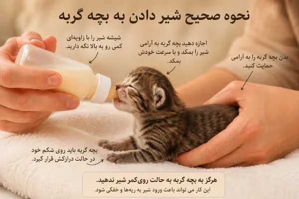 وضعیت صحیح نگه‌داشتن بچه گربه هنگام شیردهی